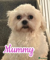 Mixed Breed dogs 🐾 Adorable Puppies Ready for Forever Homes 🐾 - Advert 9