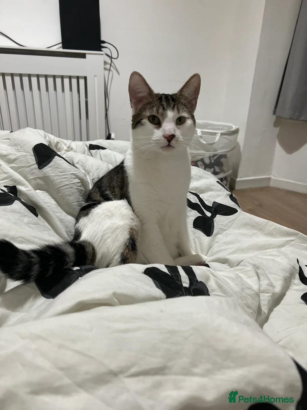 Mixed Breed cats for sale: Cute male cat. - Advert 1