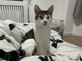 Mixed Breed cats Cute male cat. - Advert 2