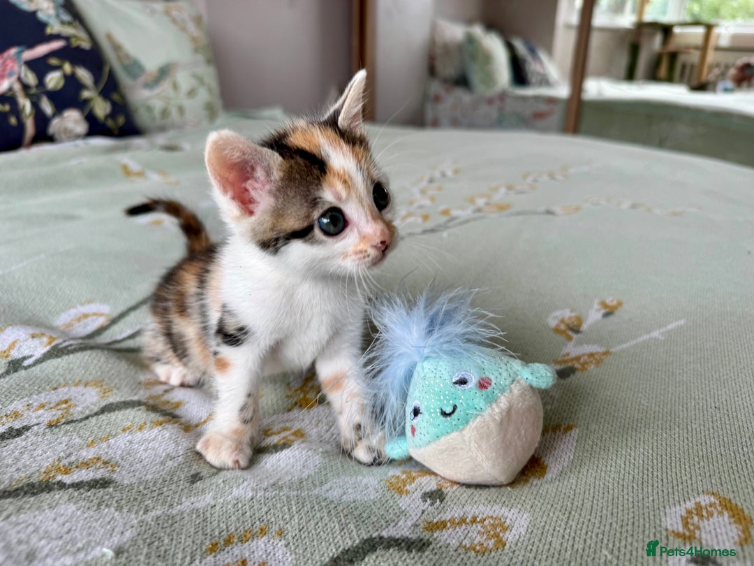 Bengal cats for sale: Bengal kittens 4 pure bangals 5 bengal x kittens - Image 28
