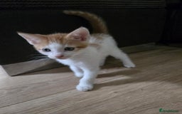 Mixed Breed cats for sale: 4 Playful Male Kittens Ready for Loving Homes! - Image 6