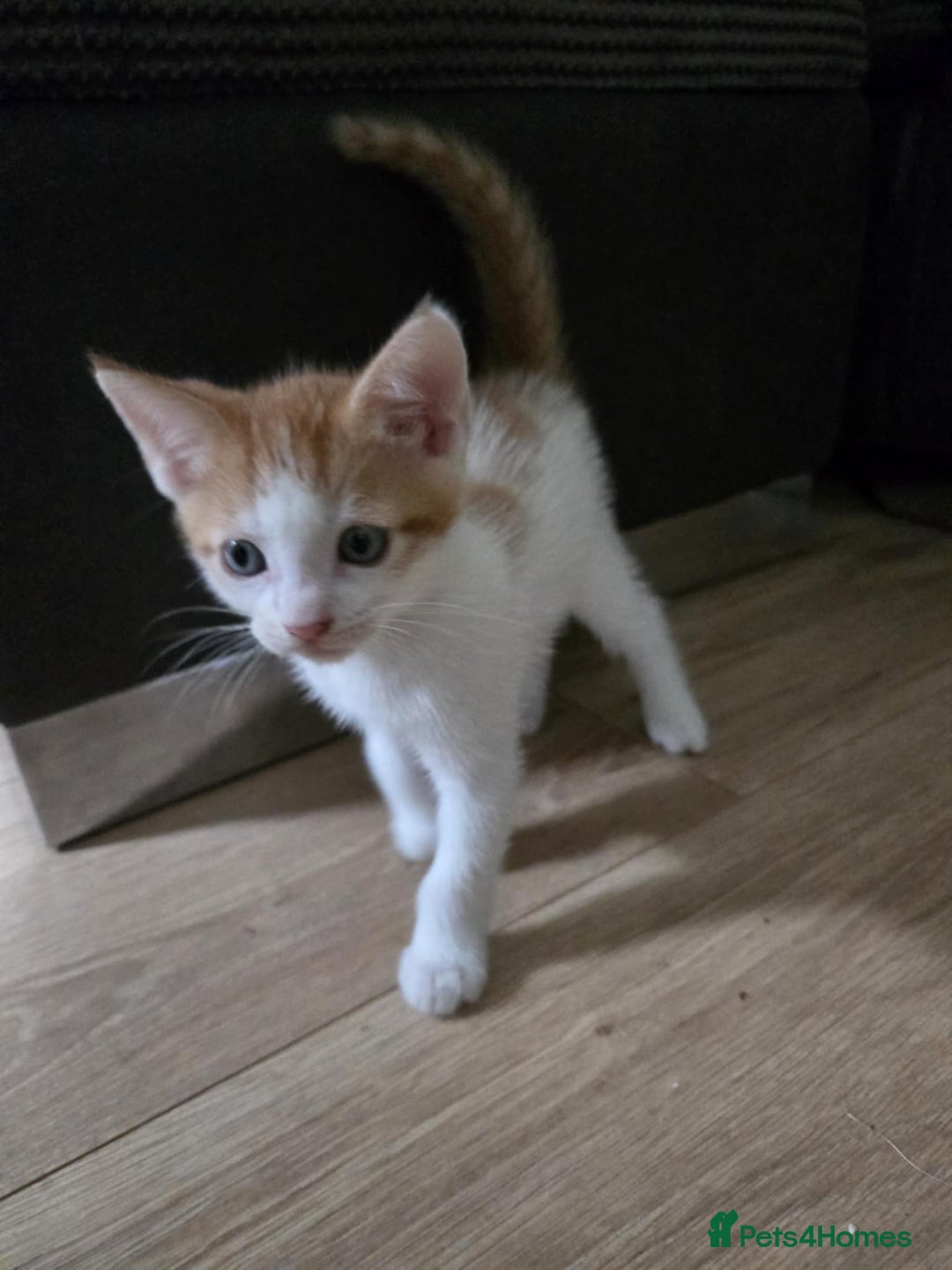 Mixed Breed cats for sale: 4 Playful Male Kittens Ready for Loving Homes! - Image 6
