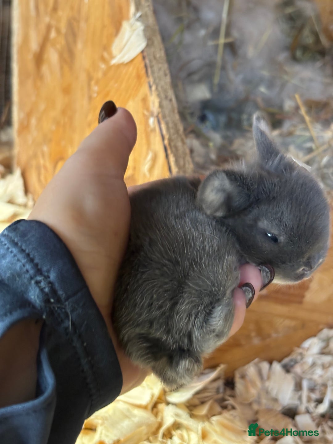 Mini Lop rabbits for sale: White & Grey Mini Lops - Advert 3
