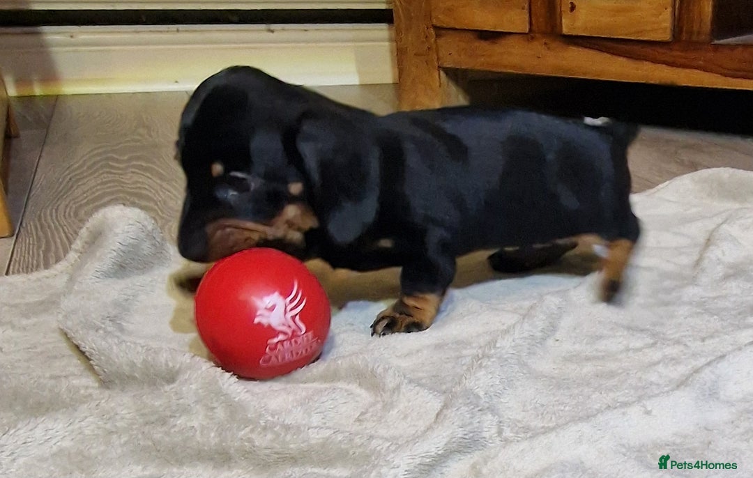 Miniature Dachshund dogs for sale: Champion bloodlines excellent quality KC miniature - Advert 19