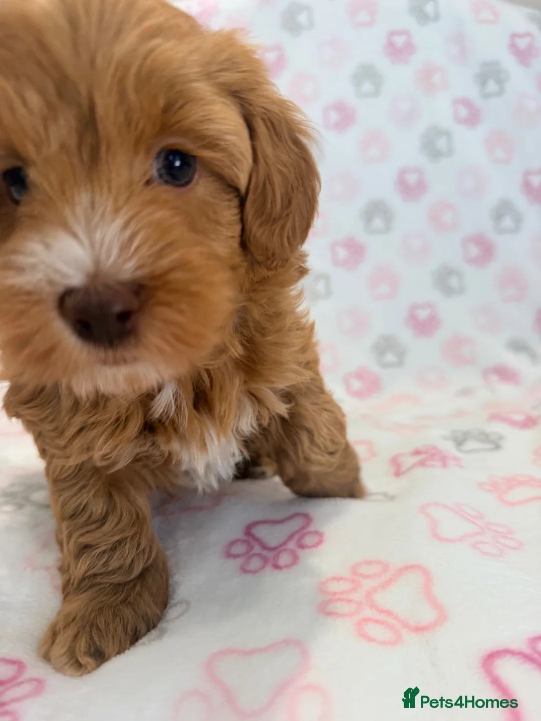 Maltipoo dogs for sale: BEAUTIFUL LICENSED-BRED MALTIPOOS READY SOON 💖 - Advert 2