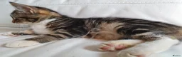 Maine Coon cats for sale: 2 Maine Coon Cross kittens for sale - Advert 13