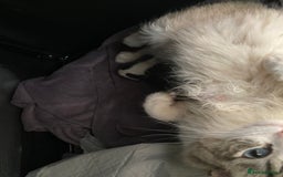 RagaMuffin cats for sale: Beautiful ragdoll x kittens 1 LEFT READY NOW - Image 6