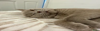 British Shorthair 1