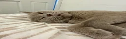 British Shorthair cats for sale: British Shorthair Cross Male, 2 Years Old  - Advert 2