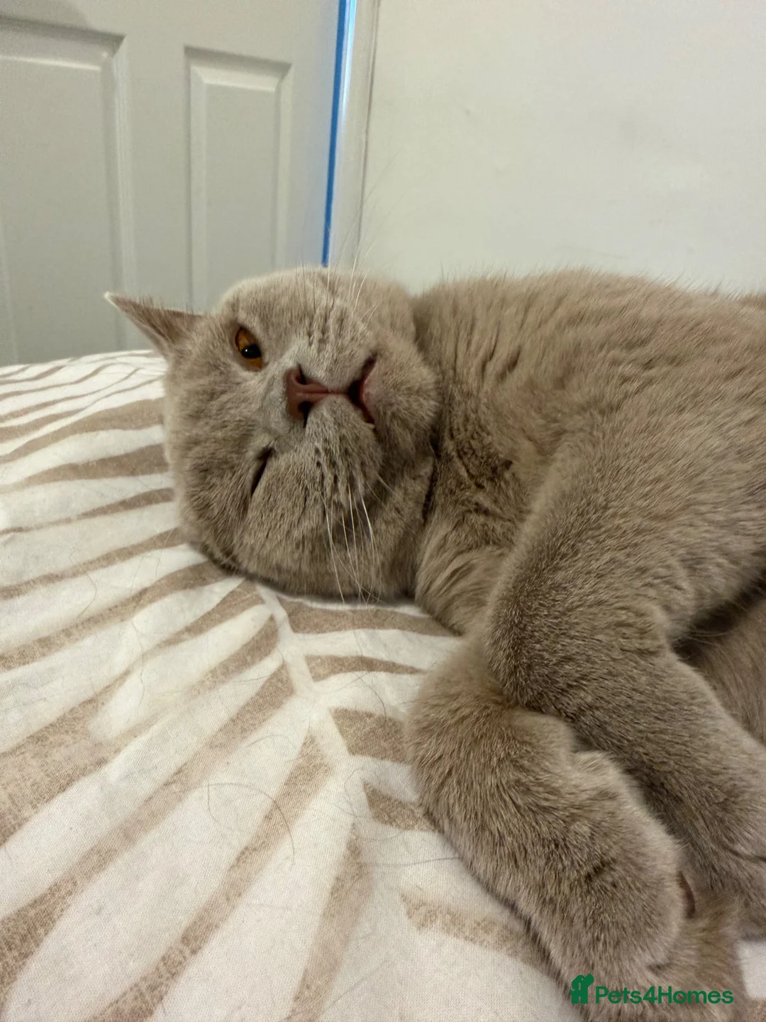 British Shorthair cats for sale: British Shorthair Cross Male, 2 Years Old  - Advert 2