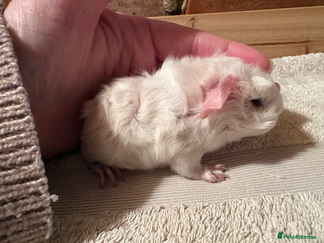 Guinea Pig rodents for sale: Guinea Pig sows RESERVED - Advert 2