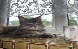 Ragcoon cats for sale: Beautiful Maine Coon x Ragdoll Kittens  Available - Image 12