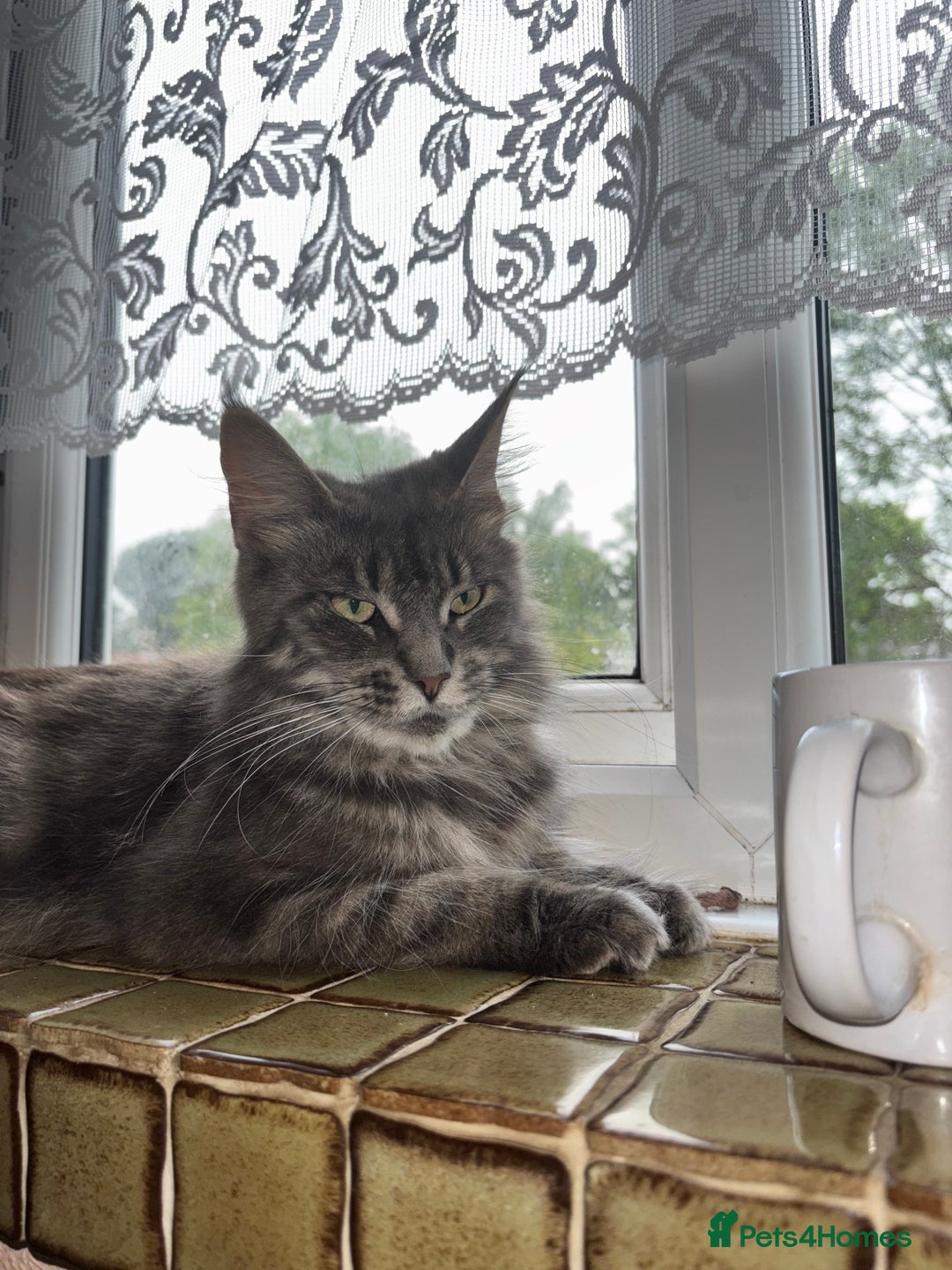 Ragcoon cats for sale: Beautiful Maine Coon x Ragdoll Kittens  Available - Image 12