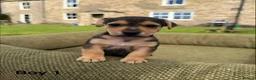 Jack Russell dogs for sale: Black & Tan Jack Russell Puppies  in Richmond - Advert 10