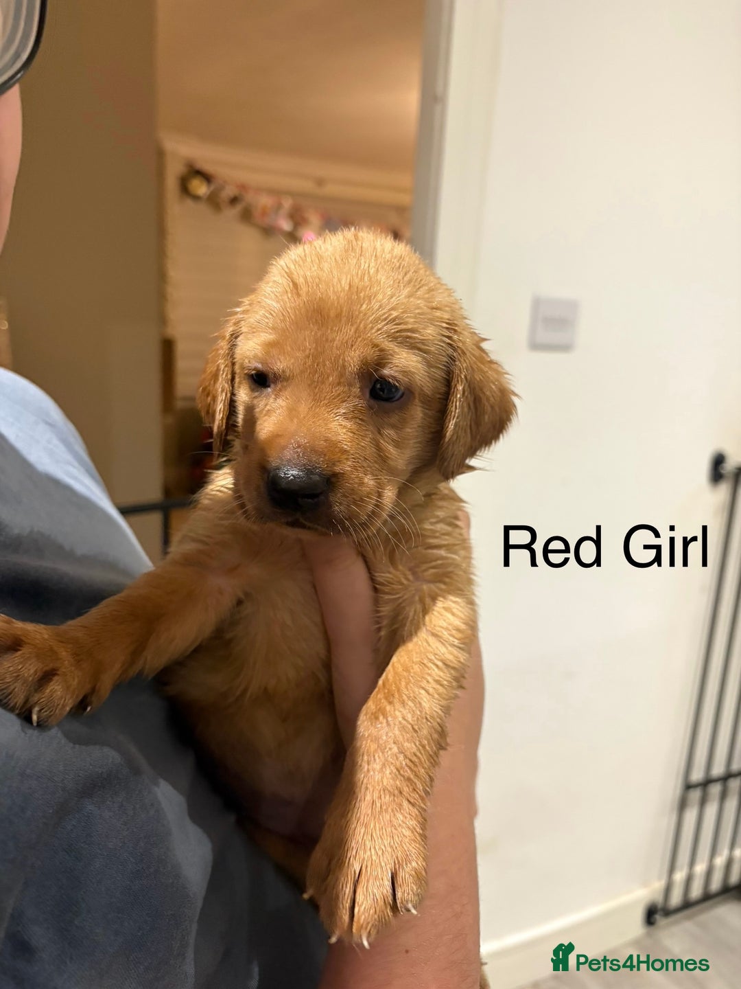 Labrador Retriever dogs for sale: Beautiful Labrador Puppies - Advert 4