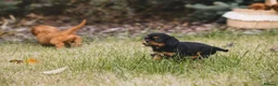 Cavalier King Charles Spaniel dogs for sale: Cavalier king Charles puppies - Advert 2