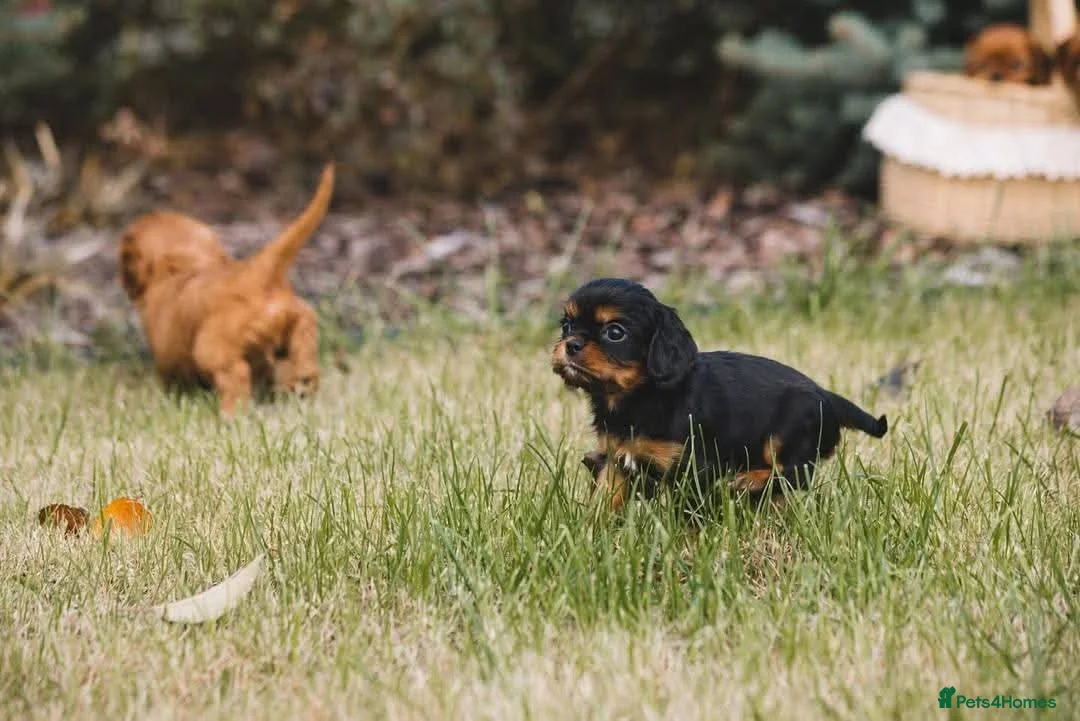 Cavalier King Charles Spaniel dogs for sale: Cavalier king Charles puppies - Advert 2