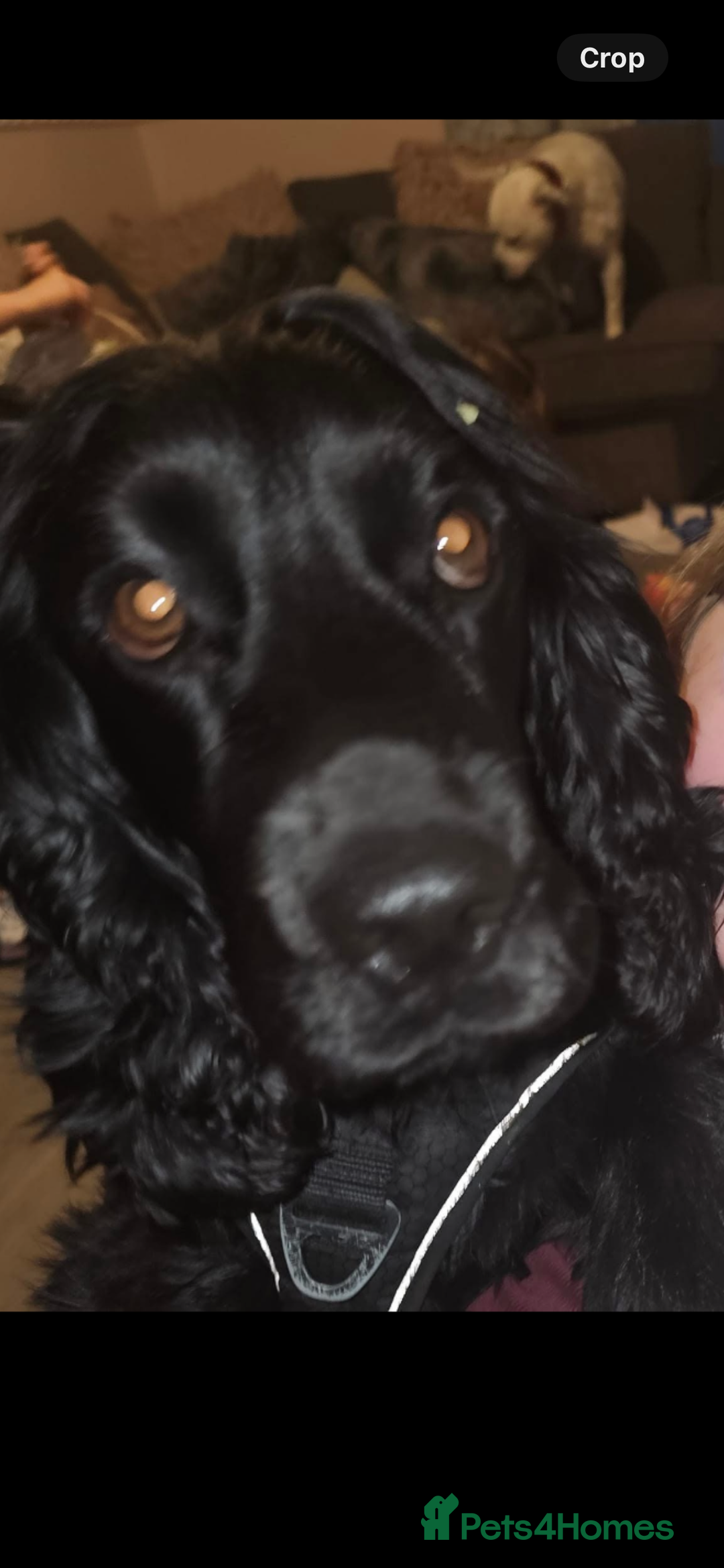 Cocker Spaniel dogs for sale: Cocker spaniel - Image 4