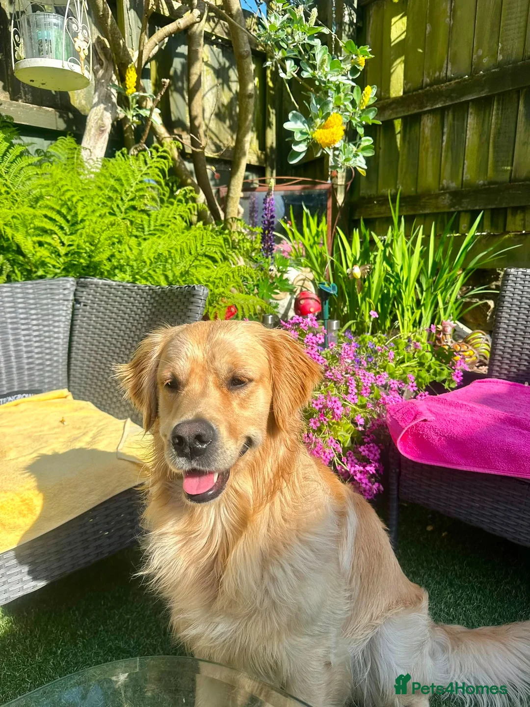 Golden Retriever dogs for stud: KC Registered Golden Retreiver for stud - Advert 3