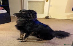 Mixed Breed dogs for sale: -Loki- - Image 1