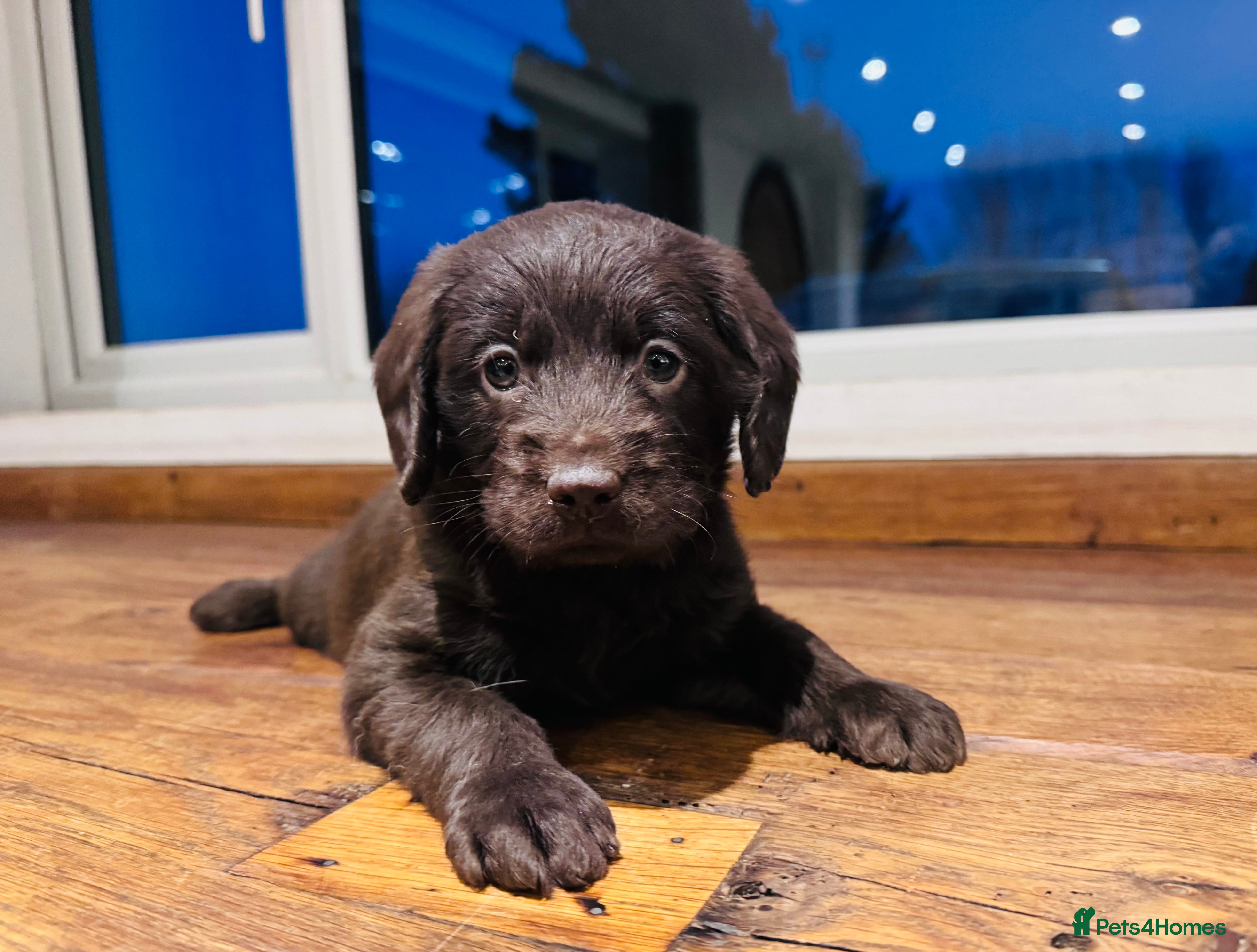 Labradoodle dogs Chocolate & chocolate Merle Miniature Labradoodles - Advert 16