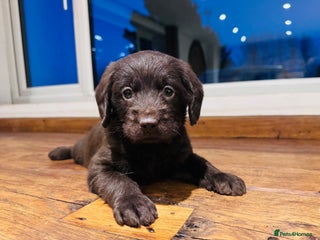 Labradoodle dogs Chocolate & chocolate Merle Miniature Labradoodles - Advert 10