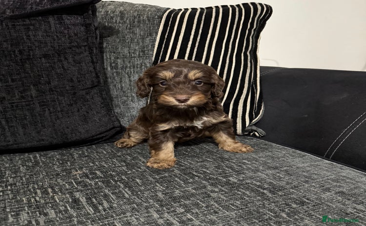 Cockapoo dogs - Advert 13