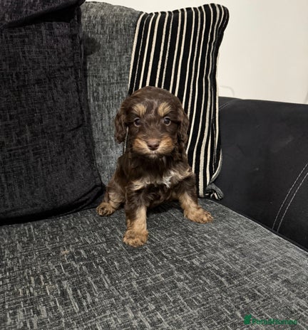 Cockapoo dogs - Advert 13