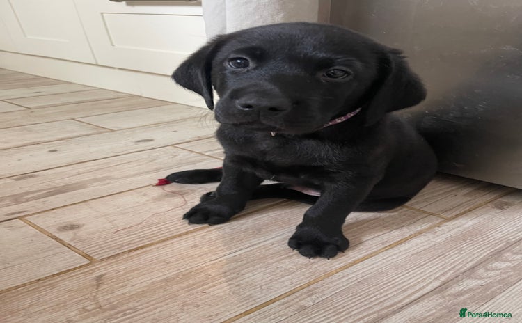 Labrador Retriever dogs - Advert 10
