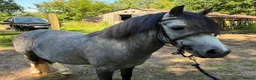 Welsh Section A horses for sale: Cosford Fandango  in Norwich - Advert 2