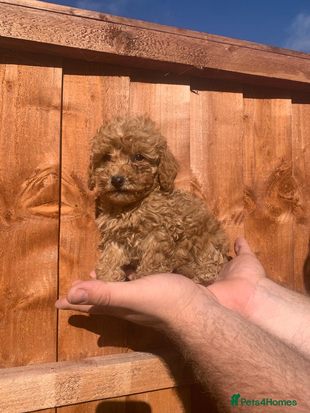 Mixed Breed dogs for sale: Toy poodle puppies  - Image 7