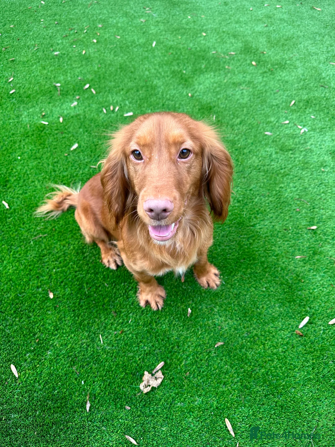 Cocker Spaniel dogs for stud: Fully Health Tested Red working cocker spaniel, in Larkhall - Advert 6