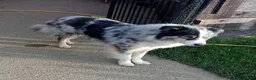 Border Collie dogs for sale: BORDER COLLIE PUPS - Advert 3