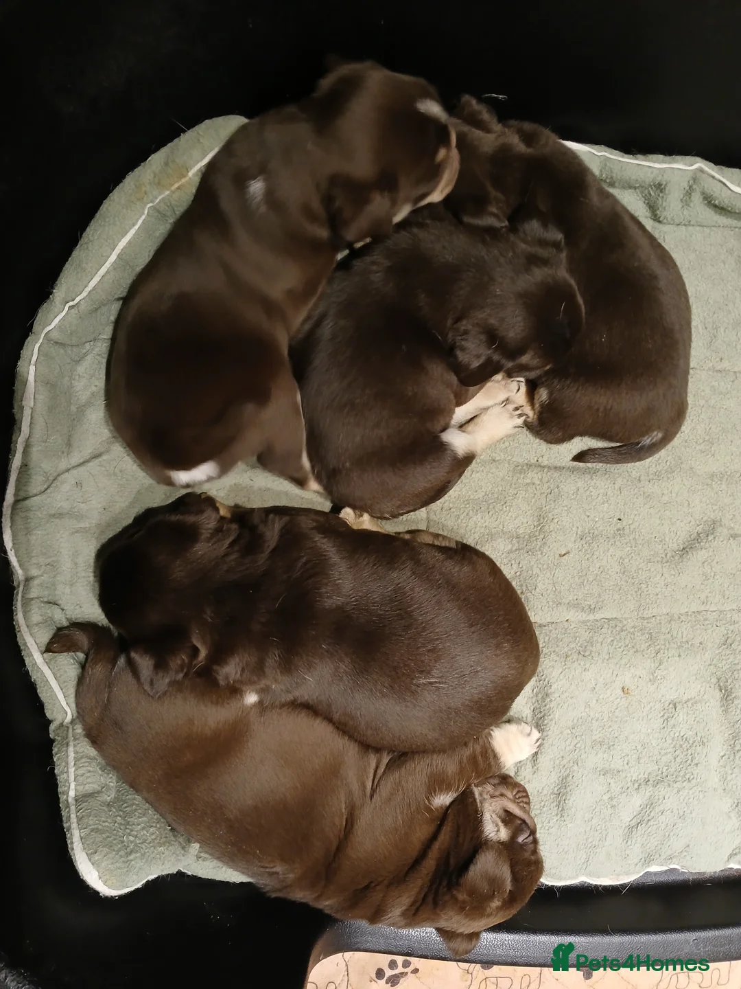 Pug dogs for sale: Chocolate kc registered pug puppies - Advert 6