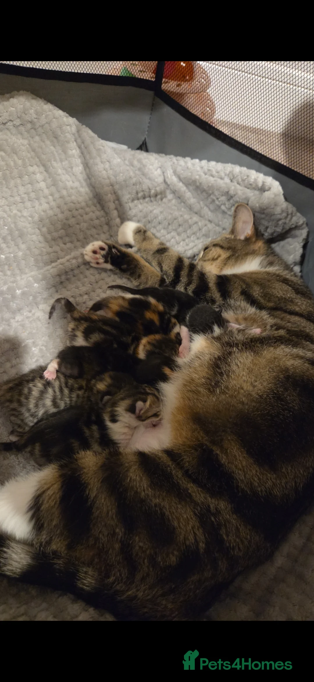 British Shorthair cats for sale: British shorthair kittens - Advert 1