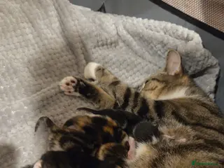 British Shorthair cats British shorthair kittens - Advert 3