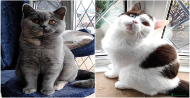 British Shorthair cats - Advert 3