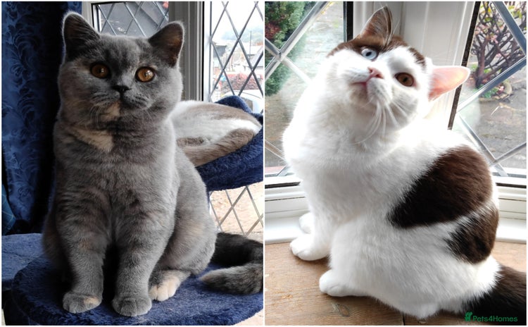 British Shorthair cats - Advert 8