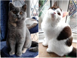 British Shorthair cats - Advert 3