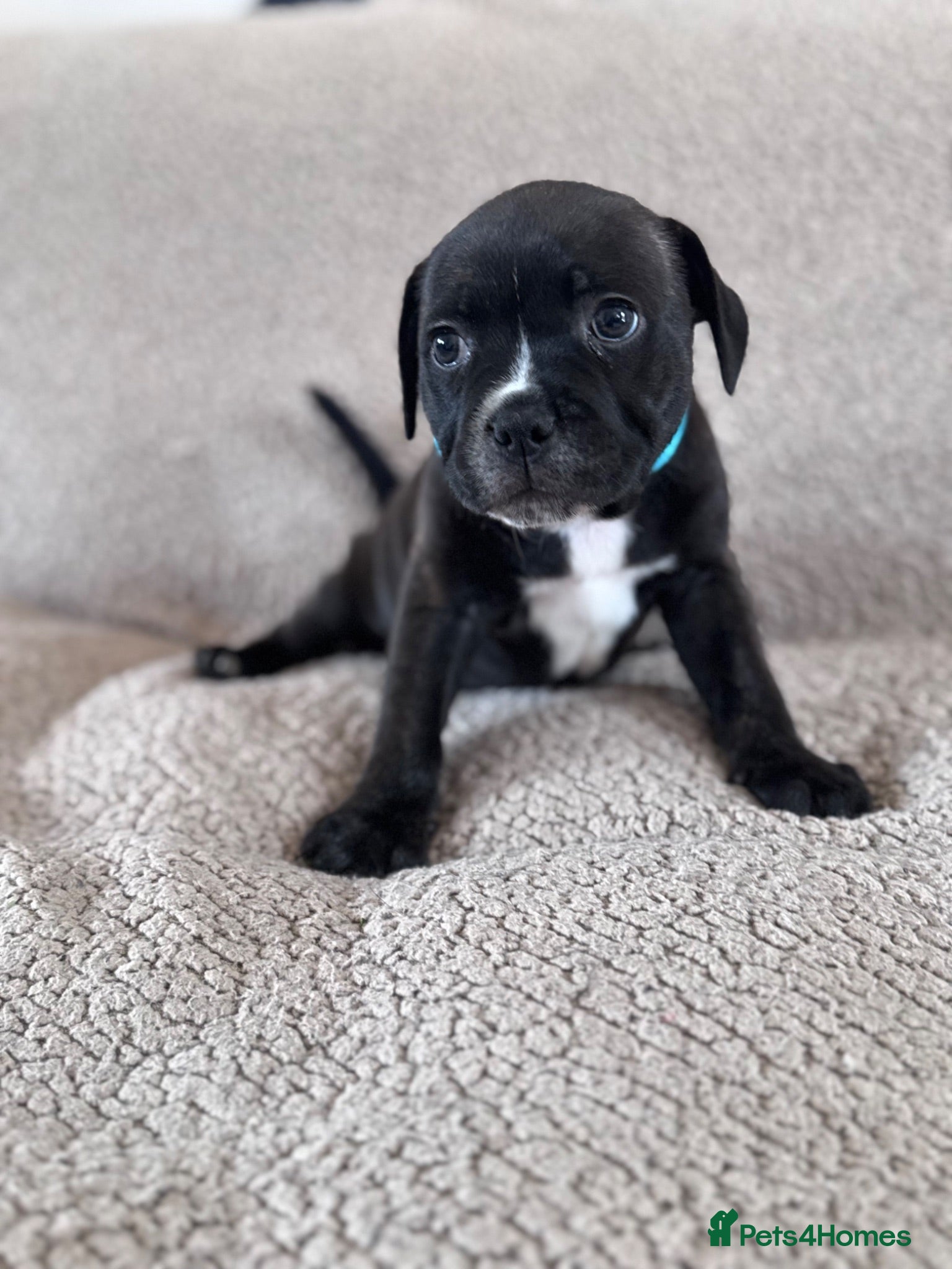 Staffordshire Bull Terrier dogs KC Staffordshire Bull Terrier - Advert 7