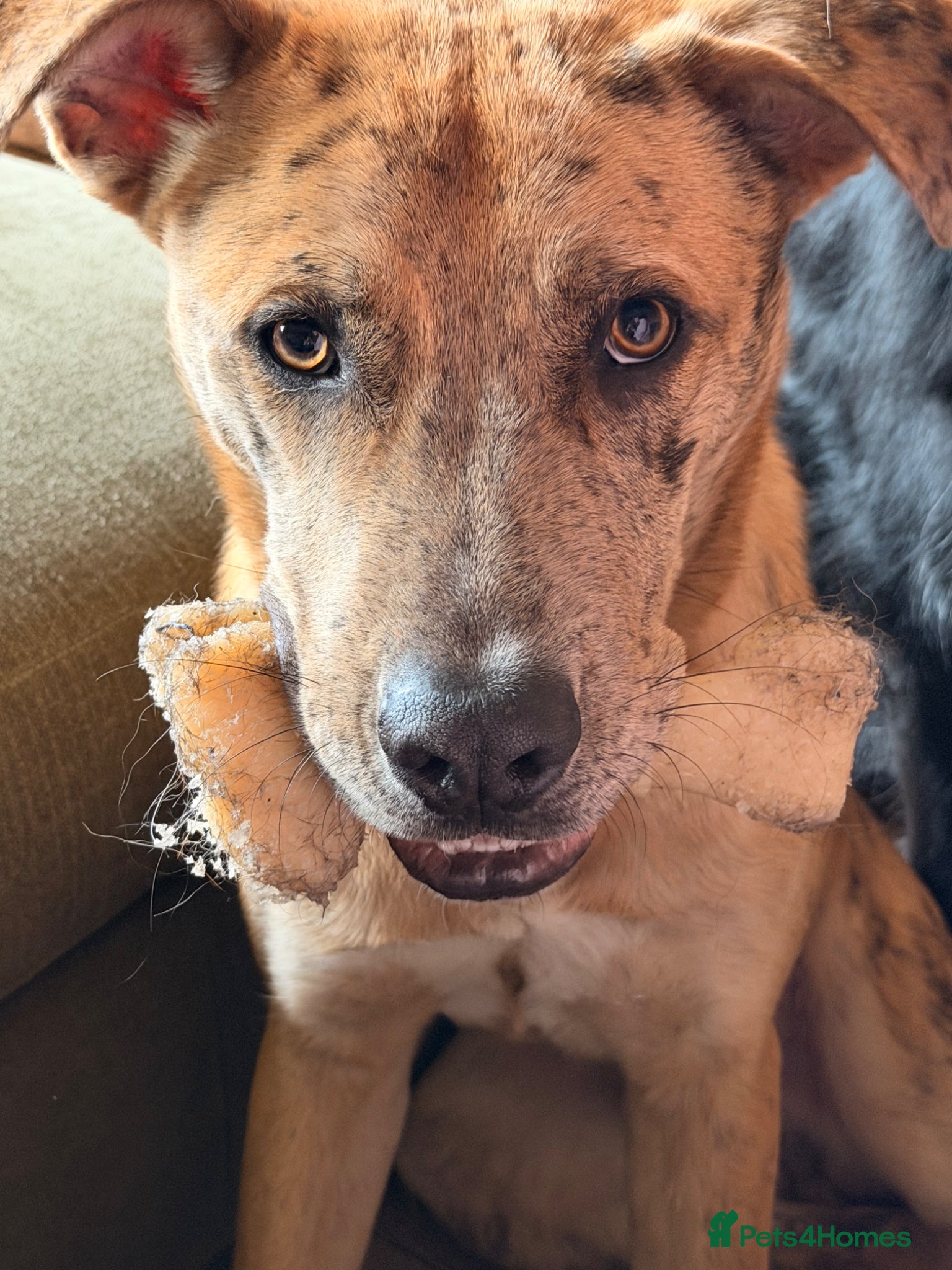 Mixed Breed dogs Shadow for rehoming  - Advert 1