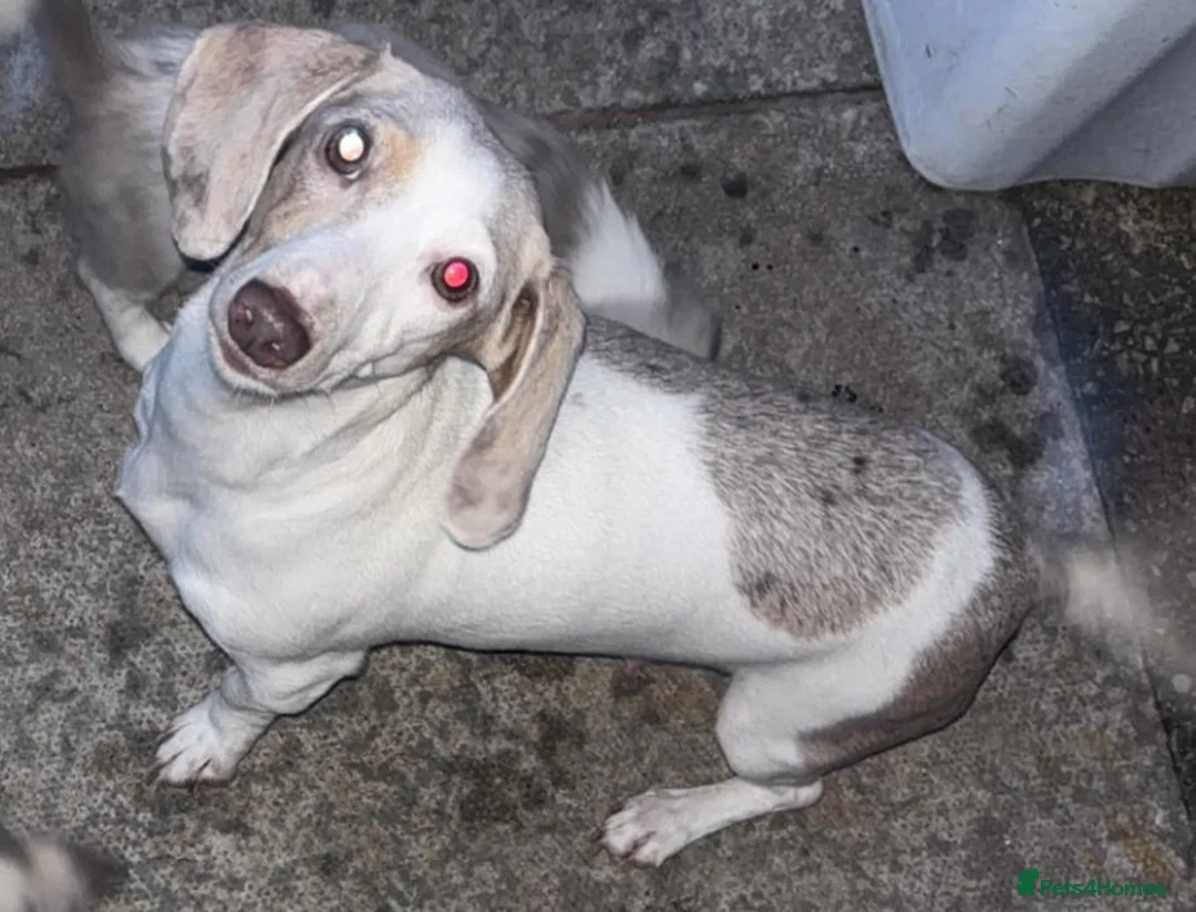 Miniature Dachshund dogs for sale: LONGHAIRED MINIATURE DAXIES READY NOW - Advert 2