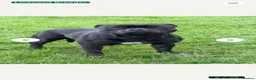Staffordshire Bull Terrier dogs for sale: 7 Beautiful KC blue and black puppies 4 girl 3 boy in Walsall - Advert 4