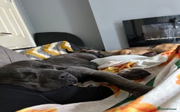 Mixed Breed dogs for sale: Cane Corso x Belgian Malinois - Image 10