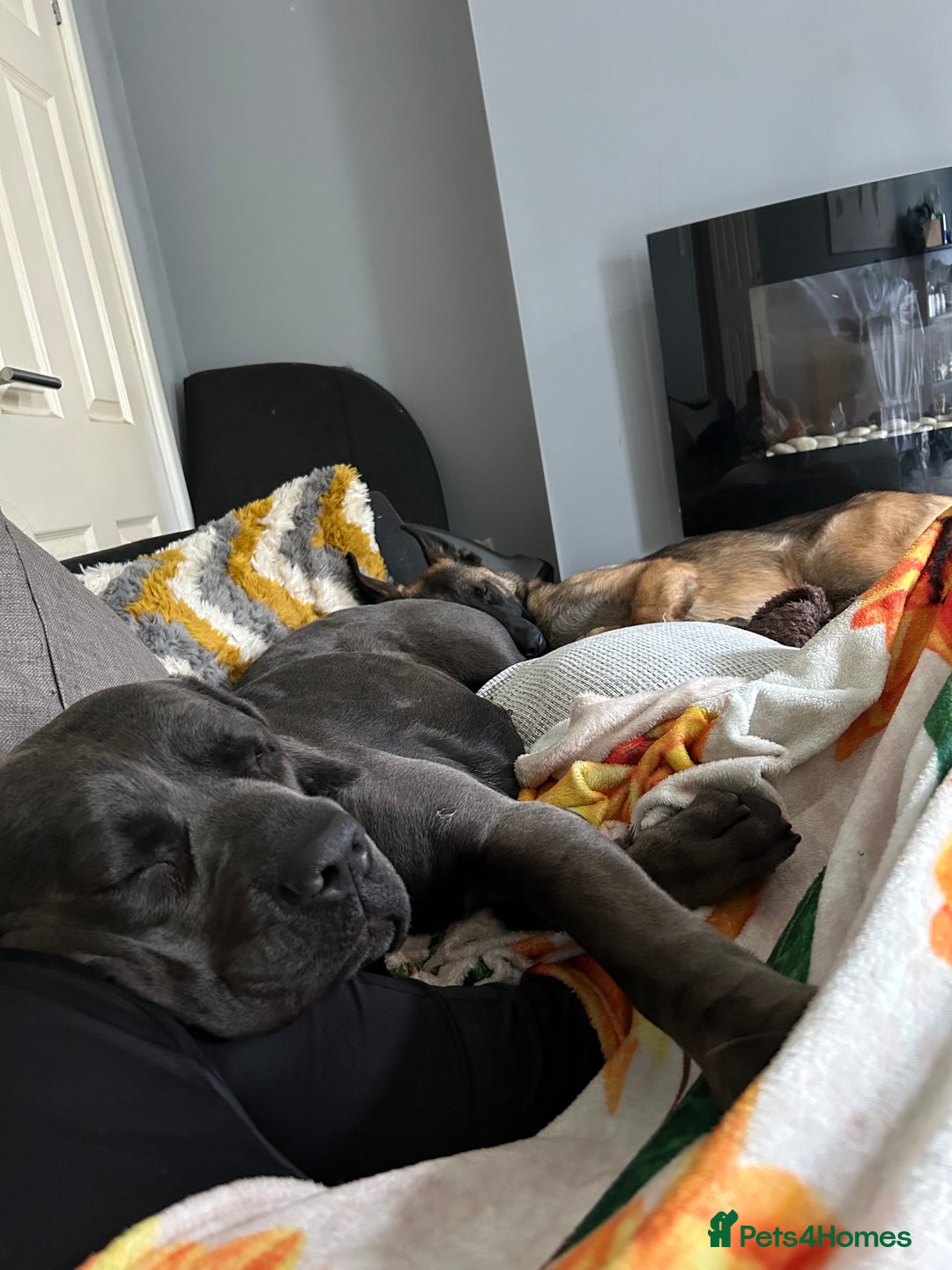 Mixed Breed dogs for sale: Cane Corso x Belgian Malinois - Image 10