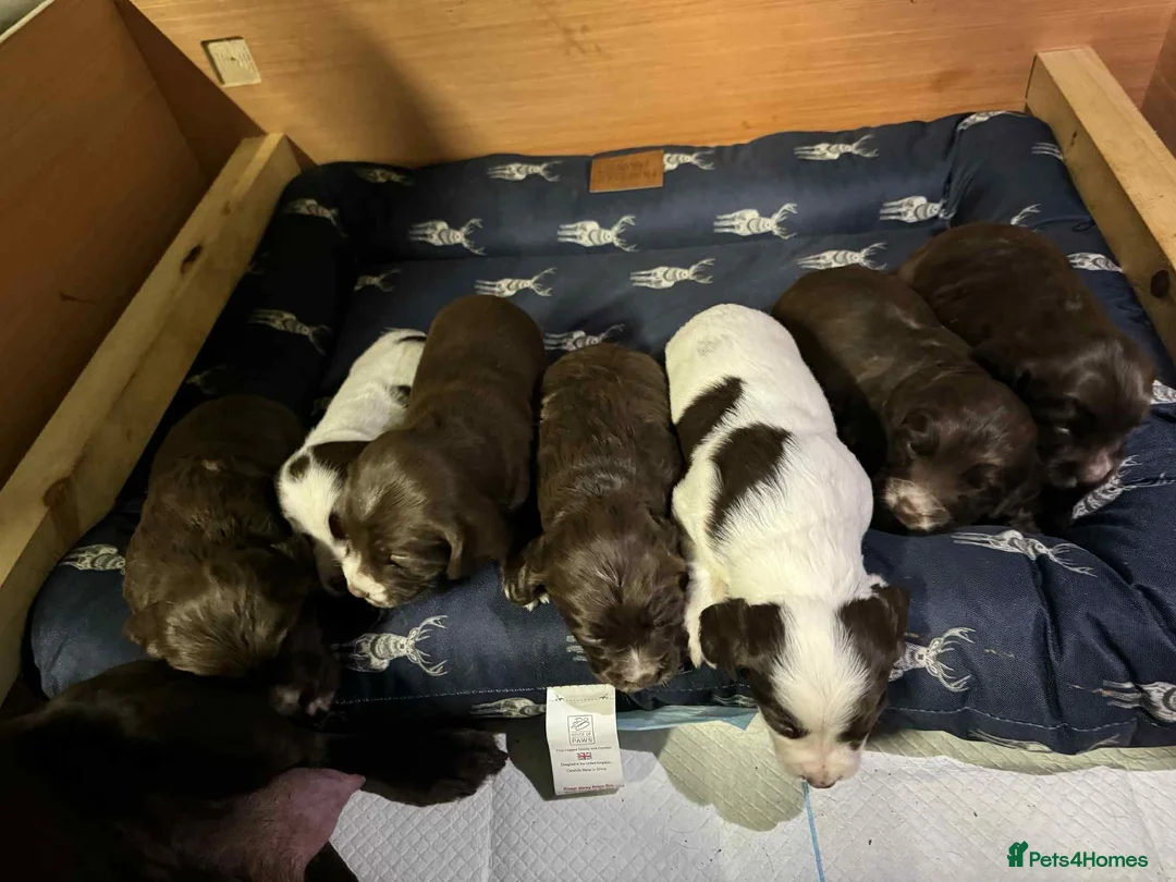 Springador dogs for sale: Sprockerdor puppies for sale - Advert 8