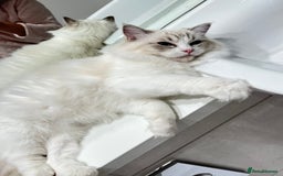 Ragdoll cats for sale: Tica Seal Lynx Tabby Point Bicolor Active Female  - Image 5