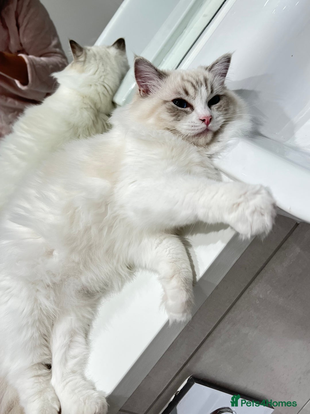 Ragdoll cats for sale: Tica Seal Lynx Tabby Point Bicolor Active Female  - Image 5