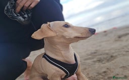 Miniature Dachshund dogs for sale: Miniature dachshund 7 months  - Image 3