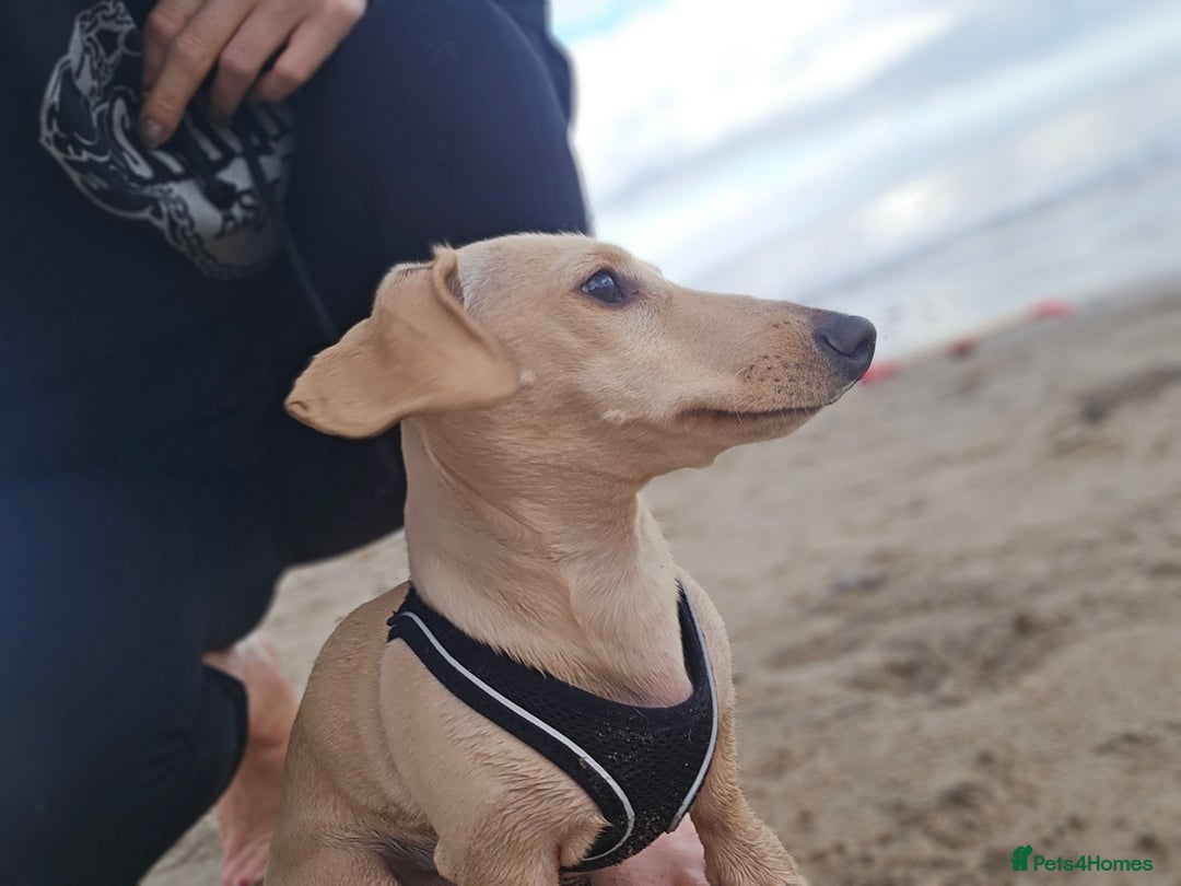 Miniature Dachshund dogs for sale: Miniature dachshund 7 months  - Image 3
